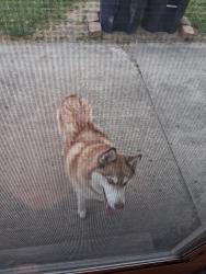 Reunited Male Dog last seen 24th Avenue & Southern Avenue, Beech Grove, IN 46107