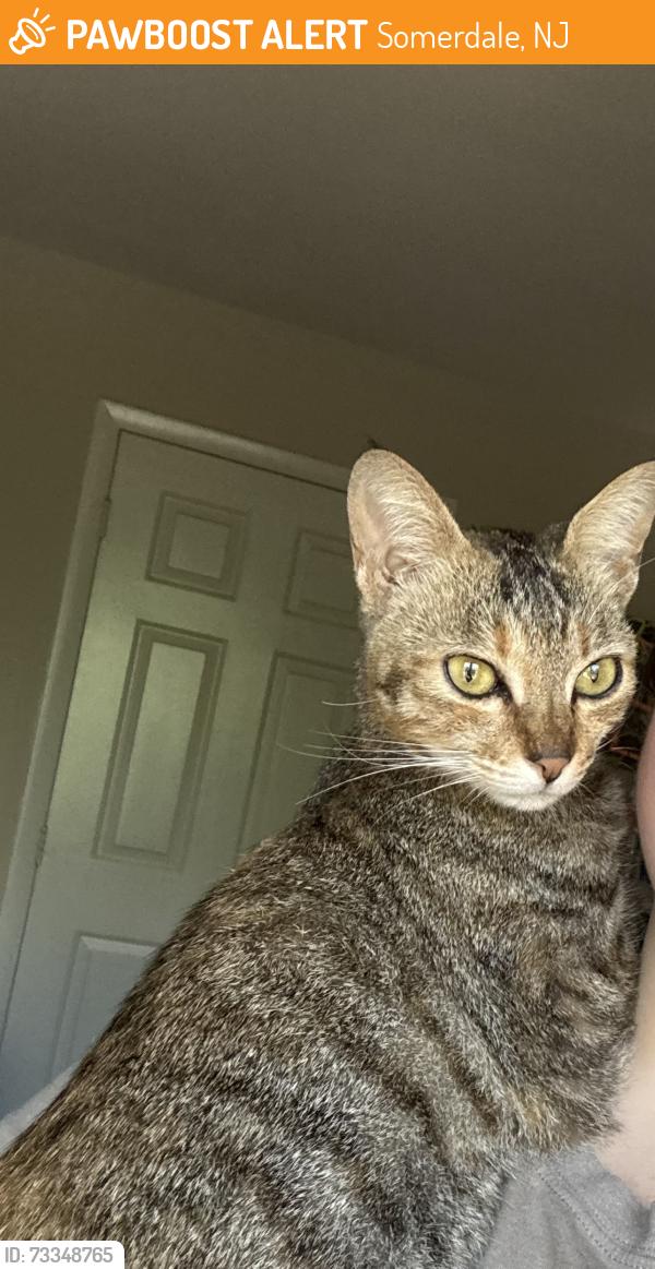 Found/Stray Female Cat last seen Chestnut, Somerdale, NJ 08083