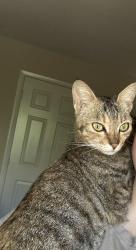 Found/Stray Female Cat last seen Chestnut, Somerdale, NJ 08083