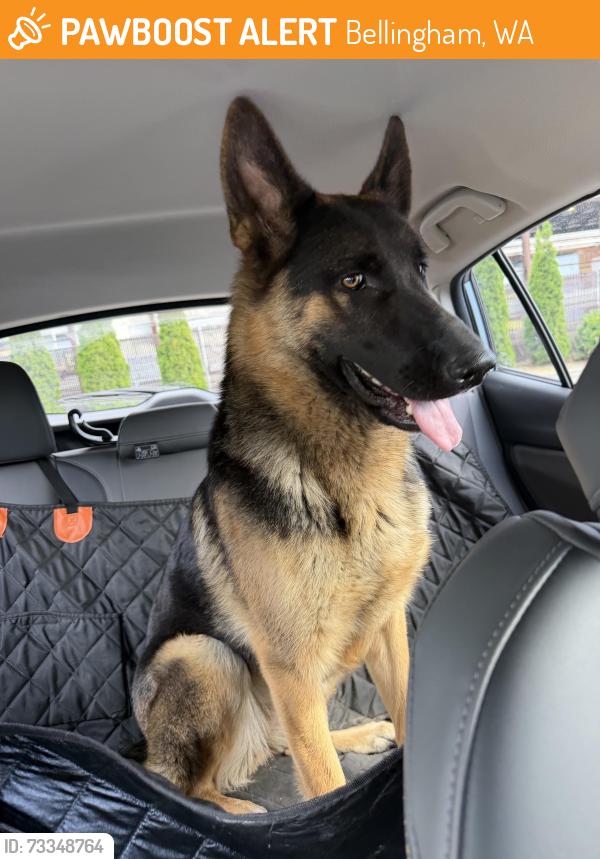 Found/Stray Female Dog last seen Bakerview Rd, Bellingham, WA 98226