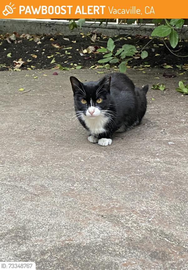 Found/Stray Unknown Cat last seen Aldridge, Vacaville, CA 95688