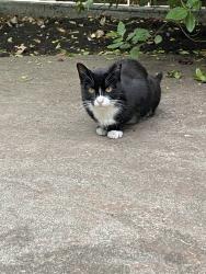 Found/Stray Unknown Cat last seen Aldridge, Vacaville, CA 95688