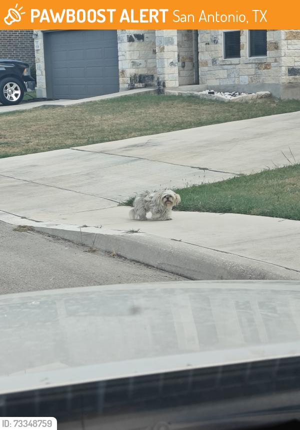 Found/Stray Unknown Dog last seen Hibiscus Falls and Cattlebrook drive intersection, San Antonio, TX 78218
