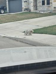 Found/Stray Unknown Dog last seen Hibiscus Falls and Cattlebrook drive intersection, San Antonio, TX 78218