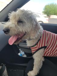 Found/Stray Male Dog last seen 16th St and Union Hills, Phoenix, AZ 85022