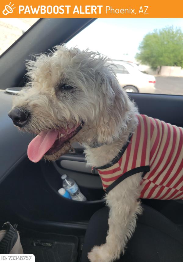 Found/Stray Male Dog last seen 16th St and Union Hills, Phoenix, AZ 85022