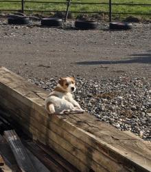 Lost Male Dog last seen CenterRd, Hardin MT, Hardin, MT 59034