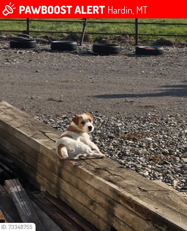 Lost Male Dog last seen CenterRd, Hardin MT, Hardin, MT 59034