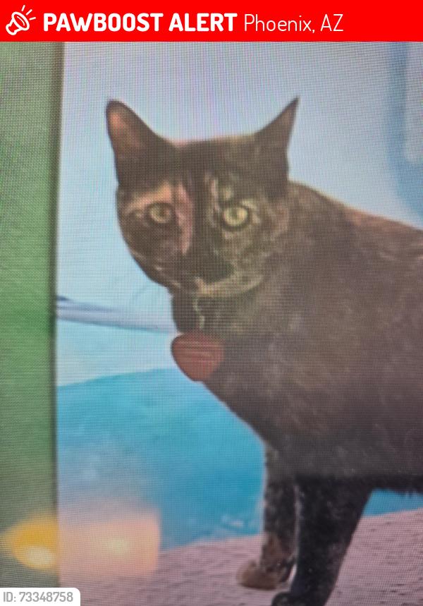 Lost Female Cat last seen 29th ave and Bell rd, Phoenix, AZ 85053