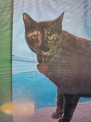 Lost Female Cat last seen 29th ave and Bell rd, Phoenix, AZ 85053