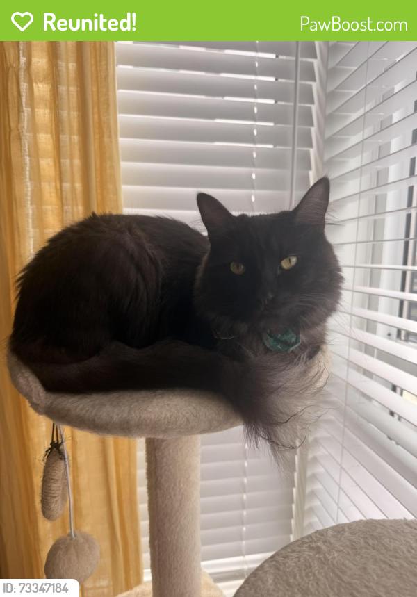 Reunited Male Cat last seen Montrose and McCallum, Abbotsford, BC V2S 0N7