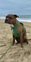Reunited Male Dog last seen Whipple Ave and Hopkins, Redwood City, CA 94062