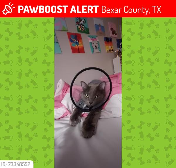 Lost Male Cat last seen Olive Ibis street, Bexar County, TX 78253