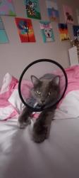 Lost Male Cat last seen Olive Ibis street, Bexar County, TX 78253