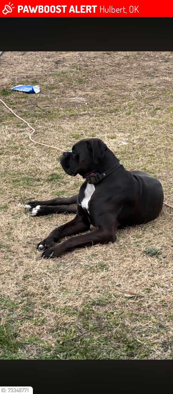 Lost Male Dog last seen Highway 51 and coos Thompson, Hulbert, OK 74441