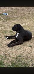 Lost Male Dog last seen Highway 51 and coos Thompson, Hulbert, OK 74441