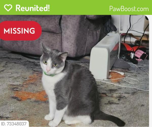 Reunited Female Cat last seen Near E 232nd St, Euclid, OH 44123, USA, Euclid, OH 44123