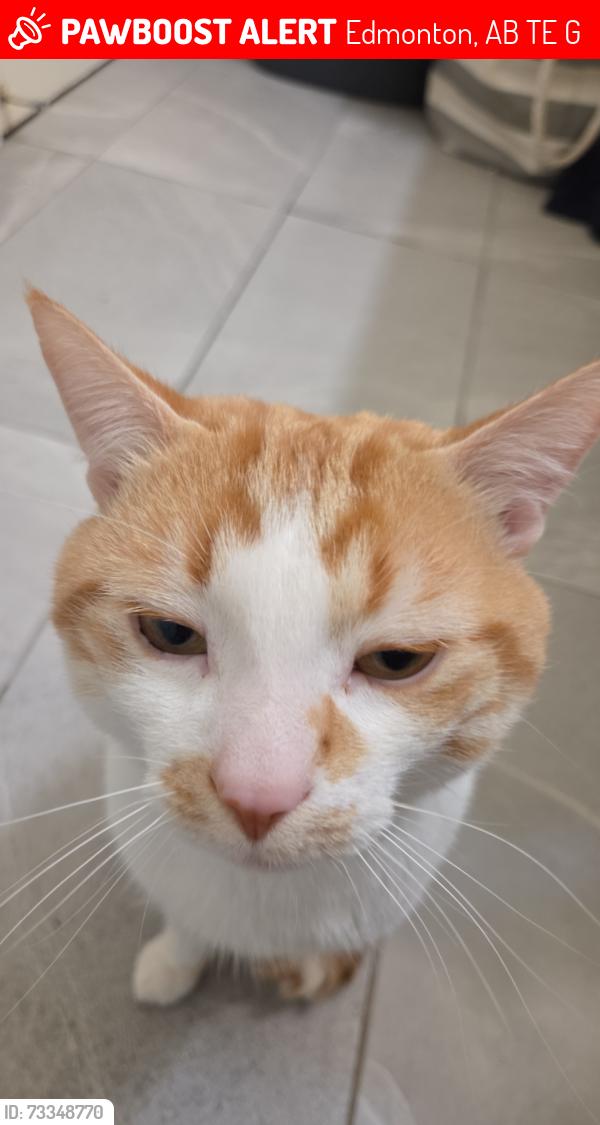 Lost Male Cat last seen Near 115st nw, Edmonton, AB T5E 5G9