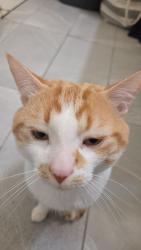 Lost Male Cat last seen Near 115st nw, Edmonton, AB T5E 5G9
