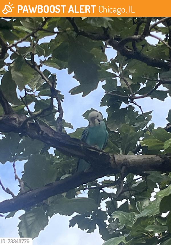 Found/Stray Unknown Bird last seen California & Division, Chicago, IL 60651