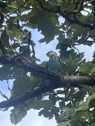 Found/Stray Unknown Bird last seen California & Division, Chicago, IL 60651