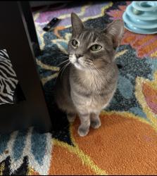 Lost Female Cat last seen Cavour and Shaftner St, Oakland, CA 94618