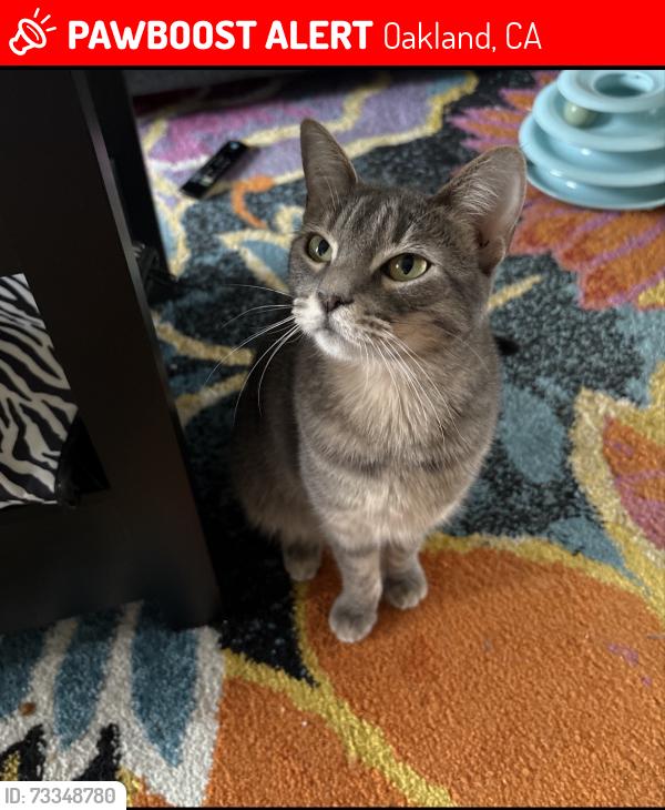 Lost Female Cat last seen Cavour and Shaftner St, Oakland, CA 94618
