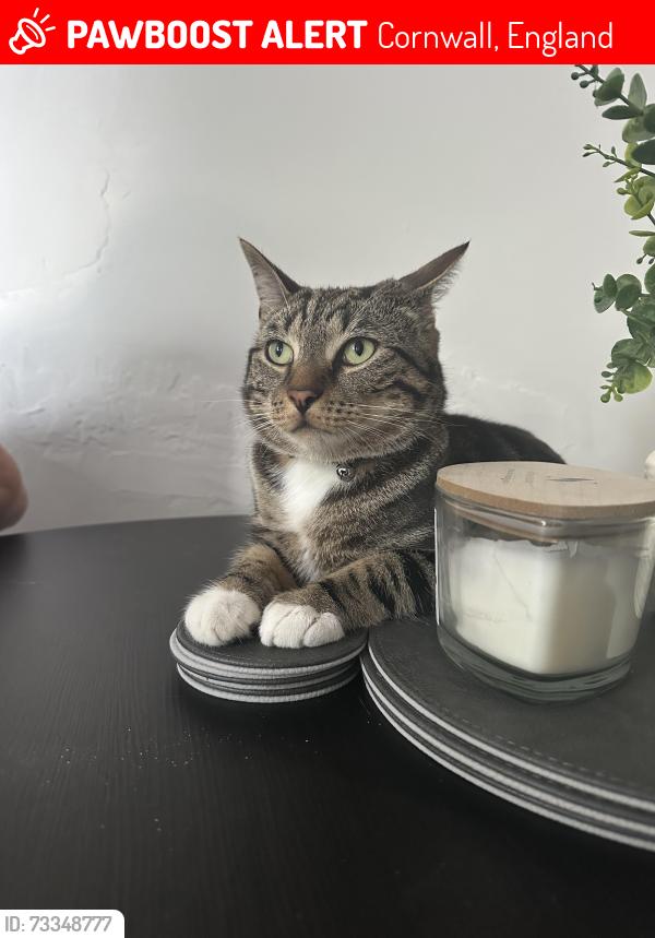 Lost Male Cat last seen Camborne, Cornwall, England 