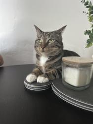 Lost Male Cat last seen Camborne, Cornwall, England 