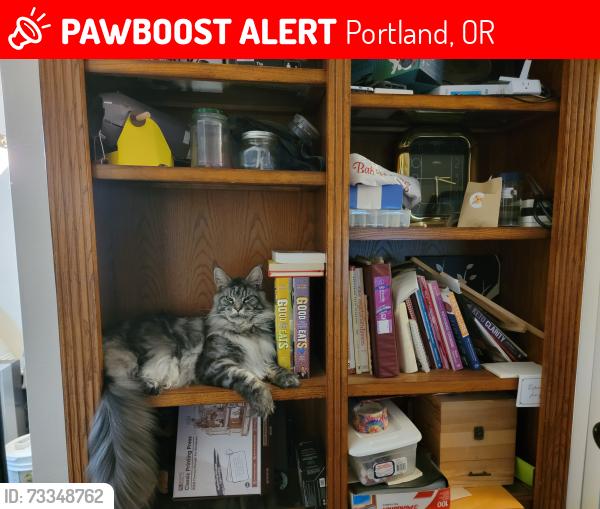 Lost Male Cat last seen N.E. 114th Ave & Skidmore Street, Portland Oregon 972207, Portland, OR 97220