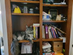 Lost Male Cat last seen N.E. 114th Ave & Skidmore Street, Portland Oregon 972207, Portland, OR 97220
