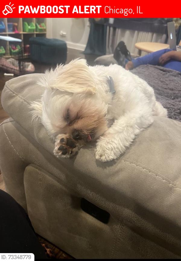 Lost Male Dog last seen Near s union, Chicago, IL 60628