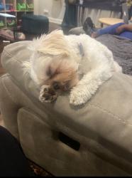 Lost Male Dog last seen Near s union, Chicago, IL 60628