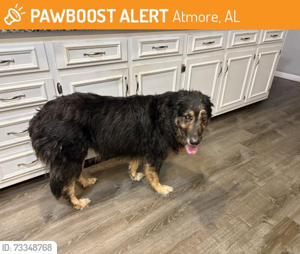 Found/Stray Female Dog last seen Old Bratt Rd., Atmore, Al, Atmore, AL 36502