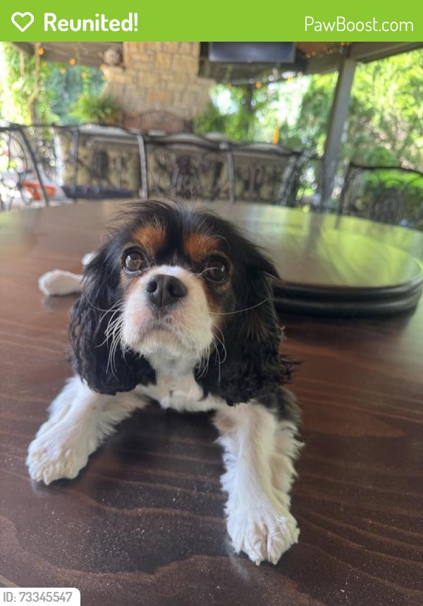 Reunited Female Dog last seen Kimswick Manor Ln, Missouri River twp, MO 63011, USA, Missouri River Township, MO 63011