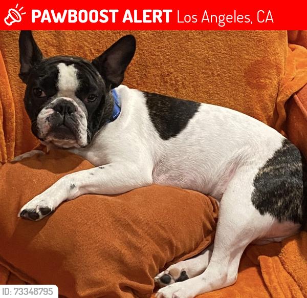 Lost Male Dog last seen James allan, Los Angeles, CA 91311