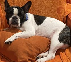 Lost Male Dog last seen James allan, Los Angeles, CA 91311