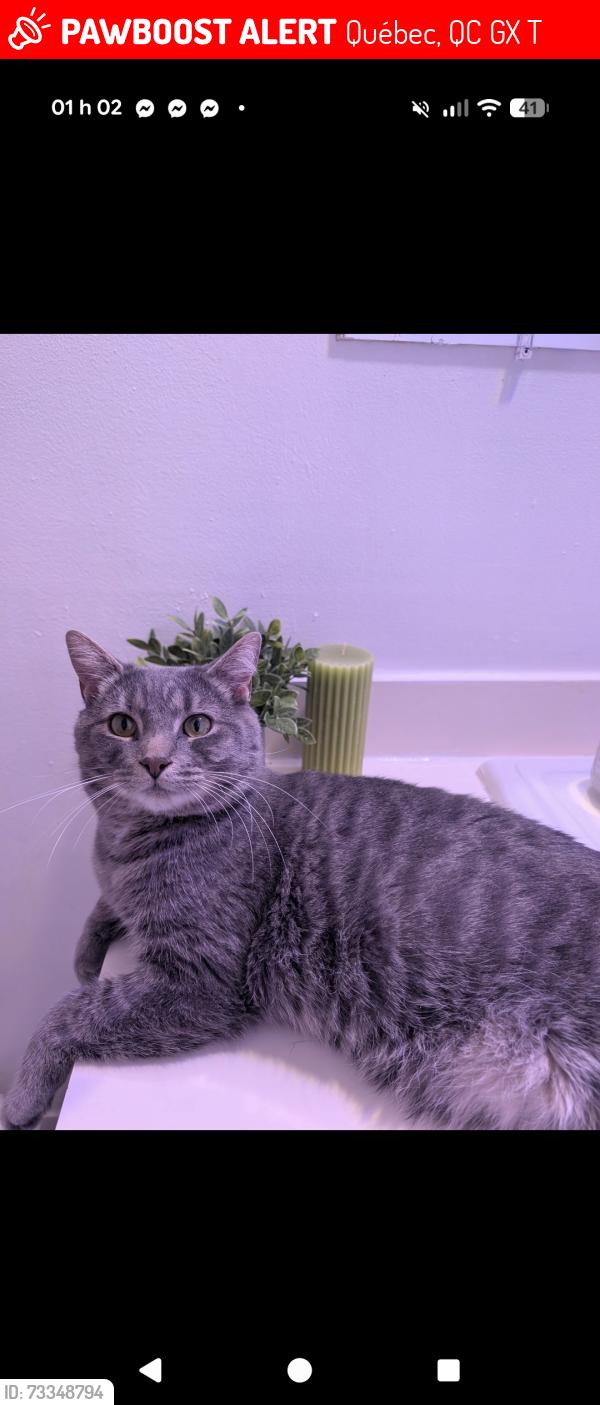 Lost Male Cat last seen Hôtel bonne entente, Québec, QC G1X 3T2