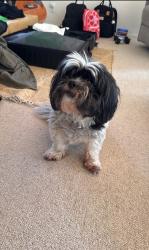 Lost Male Dog last seen Grizzly Peak, Oakland, CA 94611