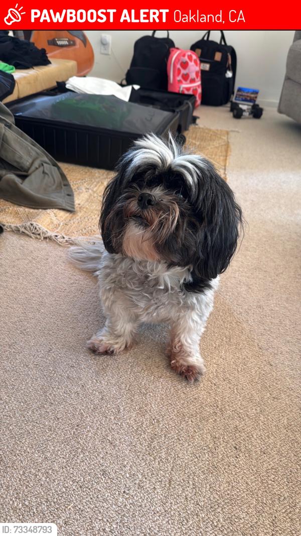 Lost Male Dog last seen Grizzly Peak, Oakland, CA 94611