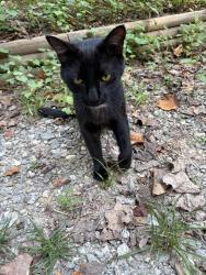 Lost Male Cat last seen French fryz, Asheville, NC 28803