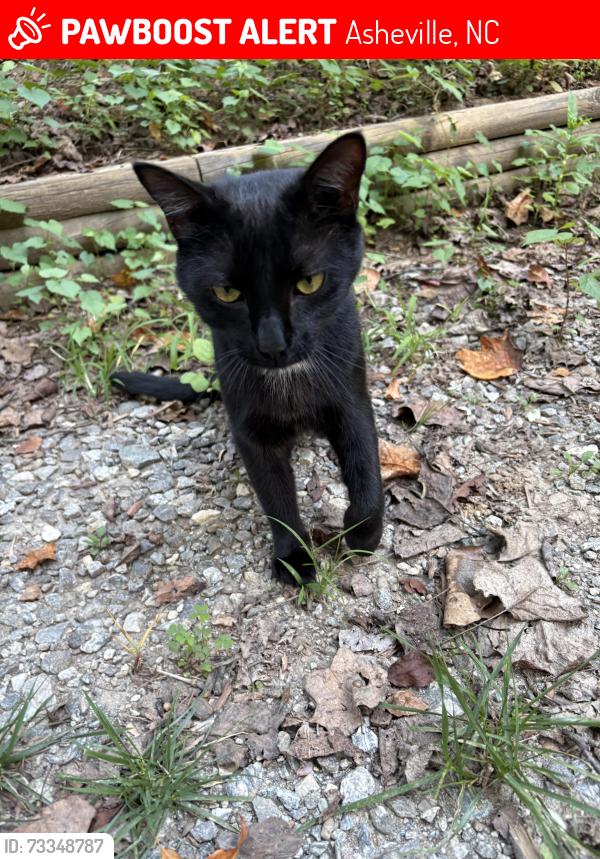 Lost Male Cat last seen French fryz, Asheville, NC 28803