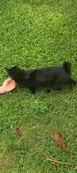 Found/Stray Female Cat last seen Agate and Stone Ave, Jurupa Valley, CA 92509
