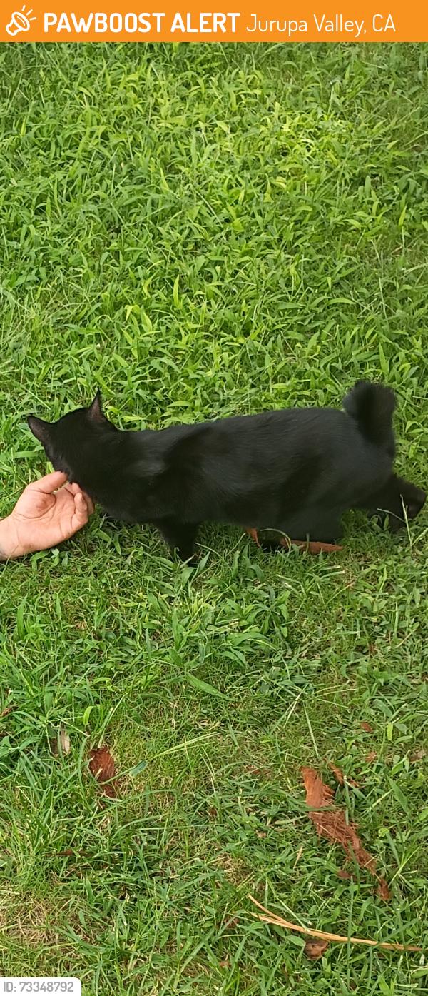Found/Stray Female Cat last seen Agate and Stone Ave, Jurupa Valley, CA 92509