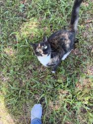 Found/Stray Female Cat last seen 57th st, Sarasota, FL 34243