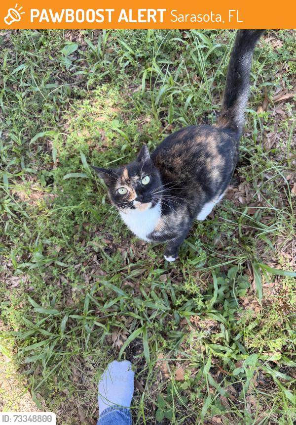 Found/Stray Female Cat last seen 57th st, Sarasota, FL 34243