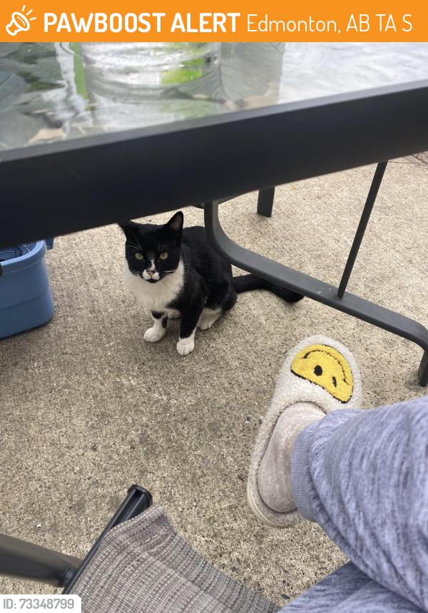 Found/Stray Unknown Cat last seen McLeod Edmonton, Edmonton, AB T5A 1S7