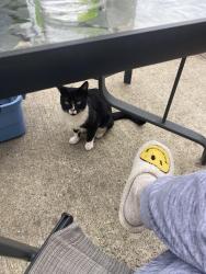 Found/Stray Unknown Cat last seen McLeod Edmonton, Edmonton, AB T5A 1S7