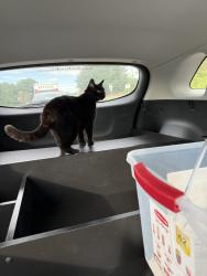 Reunited Unknown Cat last seen Summit St, Winston-Salem, NC 27101, USA, Winston-Salem, NC 27101