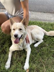 Found/Stray Male Dog last seen Arbor vista dr, Charlotte, NC 28262
